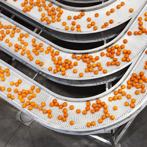 sorted fruit on three conveyor belts